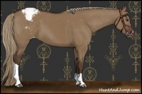 Horse Color:Liver Red Dun Appaloosa 