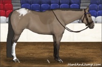 Horse Color:Liver Red Dun Appaloosa 