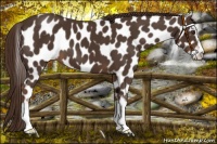Horse Color:Liver Chestnut Sabino Leopard