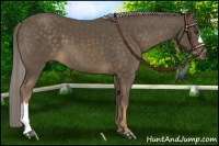 Horse Color:Chocolate Palomino 