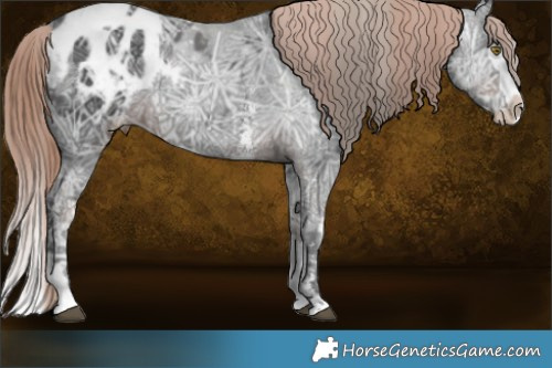 Horse Color:Liver Chestnut Ice Sabino Splash Appaloosa  and Liver Chestnut Ice Sabino Splash Appaloosa 