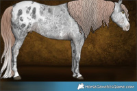 Horse Color:Liver Chestnut Ice Sabino Splash Appaloosa  and Liver Chestnut Ice Sabino Splash Appaloosa 