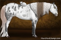 Horse Color:Liver Chestnut Ice Sabino Splash Appaloosa  and Liver Chestnut Ice Sabino Splash Appaloosa 