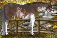 Horse Color:Brown Sabino 