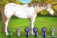 Horse Color:Bay Dun Splash Frame Appaloosa Rabicano 