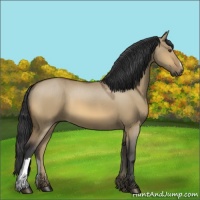 Horse Color:Buckskin Dun 