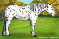 Horse Color:Brown Sabino Splash Appaloosa  and Brown Sabino Splash Appaloosa Rabicano 