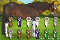 Horse Color:Liver Chestnut Sabino Appaloosa 