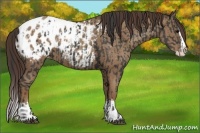 Horse Color:Black Sabino Splash Blanket and Classic Champagne Sabino Splash Blanket