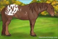 Horse Color:Chestnut Appaloosa 