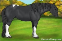 Horse Color:Black Tobiano Rabicano 