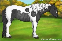 Horse Color:Black Tobiano Rabicano