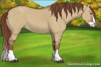 Horse Color:Red Dun Splash 
