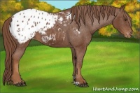 Horse Color:Chestnut Appaloosa 