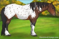Horse Color:Bay Tobiano Appaloosa 