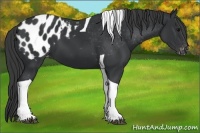 Horse Color:Black Tobiano Appaloosa