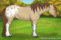 Horse Color:Red Dun Tobiano Blanket 