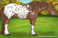 Horse Color:Chestnut Tobiano Appaloosa