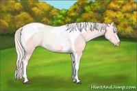 Horse Color:Silver Buckskin Ice Pearl Dun Tobiano 