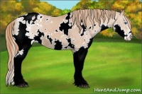 Horse Color:White Spotted Chestnut Splash Appaloosa