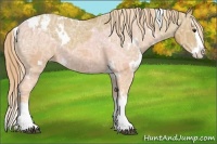 Horse Color:White Spotted Chestnut Ice Splash Appaloosa 