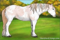 Horse Color:White Spotted Chestnut Ice Splash Appaloosa 