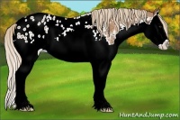 Horse Color:Chestnut Sabino Splash Blanket 