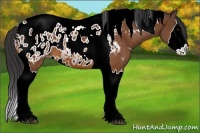 Horse Color:White Spotted Bay Splash Tobiano Blanket 