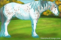 Horse Color:Thunderstruck Bay Dun Sabino Splash Tobiano Appaloosa  and Bay Dun Sabino Splash Tobiano Appaloosa 