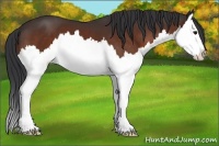 Horse Color:Brown Sabino Splash 