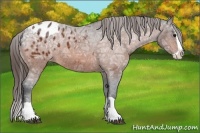 Horse Color:Bay Ice Splash Appaloosa