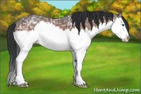 Horse Color:Bay Ice Sabino Splash 