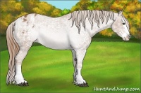 Horse Color:Chestnut Ice Splash Appaloosa Rabicano 