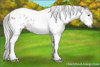 Horse Color:Gray Bay Sabino Splash Tobiano Appaloosa