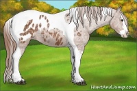 Horse Color:Chestnut Ice Splash Tobiano Blanket
