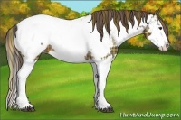 Horse Color:Plaid Liver Chestnut Sabino Splash Appaloosa