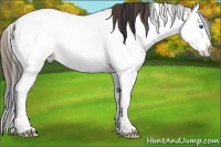 Horse Color:Plaid Bay Ice Sabino Splash Appaloosa Rabicano