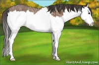 Horse Color:Bay Ice Sabino Splash Appaloosa Rabicano
