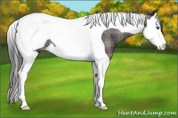 Horse Color:Plaid Black Splash Tobiano Appaloosa Rabicano