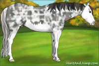 Horse Color:Plaid Black Ice Sabino Splash