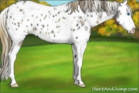 Horse Color:Plaid  White Spotted Smoky Black Ice Splash Appaloosa 
