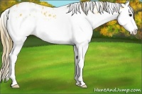 Horse Color:Plaid  White Spotted Buckskin Ice Sabino Splash Leopard 