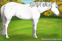 Horse Color:Plaid Bay Sabino Splash Tobiano Appaloosa
