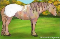 Horse Color:Nacre Chestnut Appaloosa 