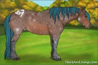 Horse Color:Painted Bay Appaloosa