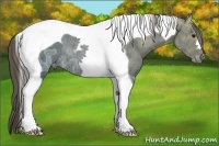 Horse Color:Smoky Black Ice Tobiano Appaloosa Rabicano 