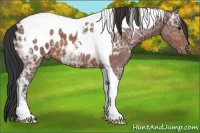 Horse Color:Bay Ice Sabino Tobiano Appaloosa 