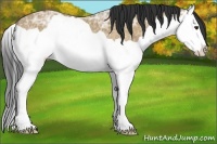 Horse Color:Bay Ice Dun Splash