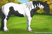 Horse Color:Black Tobiano