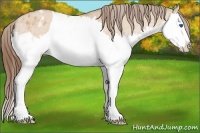 Horse Color:Bay Dun Sabino Splash Appaloosa 